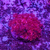 Goniopora Frag