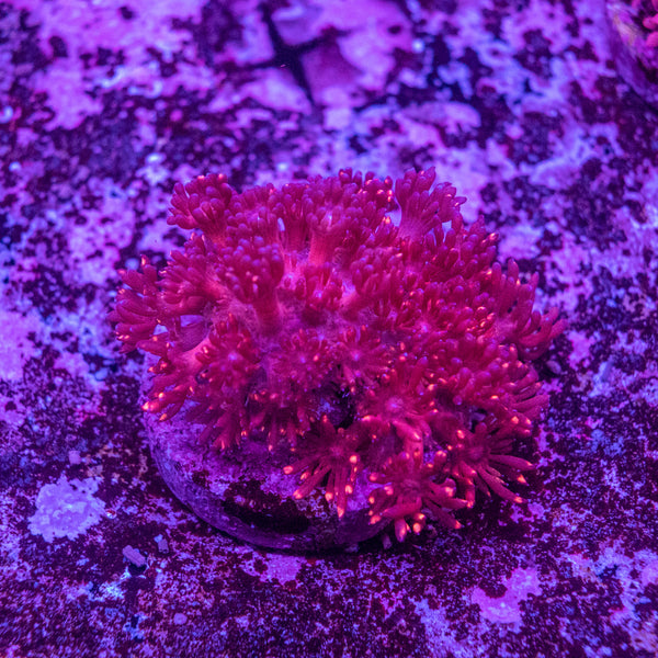 Goniopora Frag