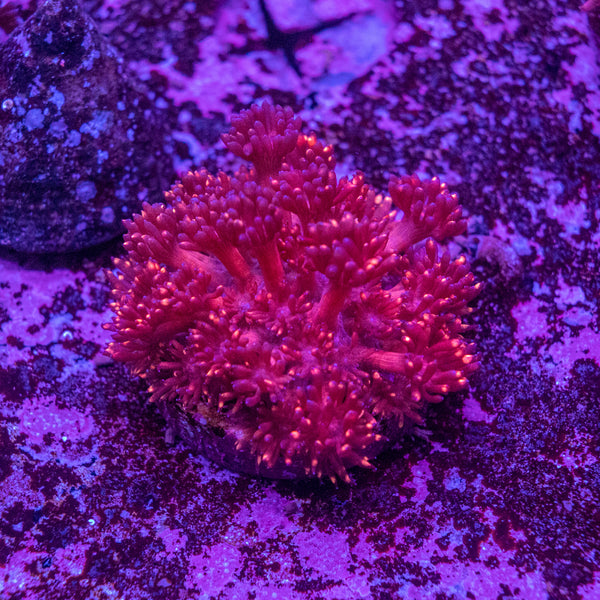 Goniopora Frag