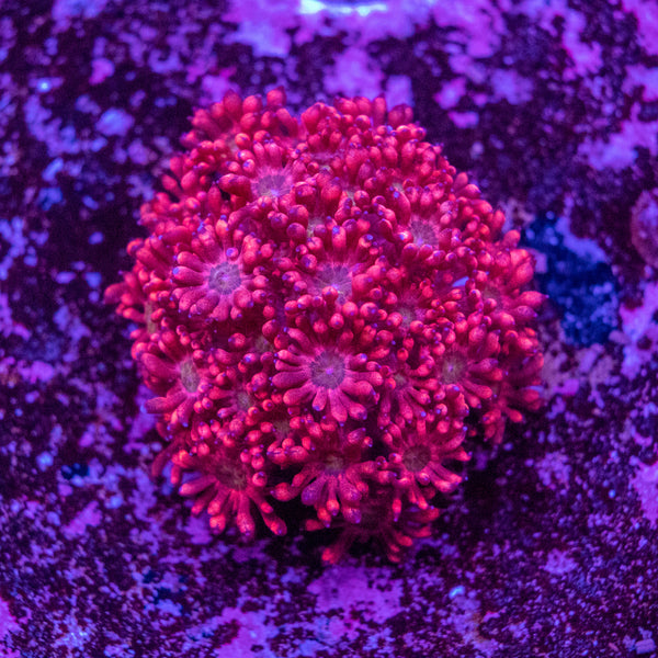 Goniopora Frag