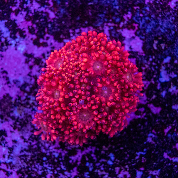 Goniopora Frag
