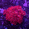 Goniopora Frag