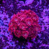 Goniopora Frag