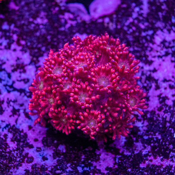 Goniopora Frag