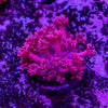 Goniopora Frag