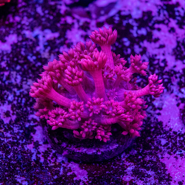 Goniopora Frag