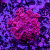 Goniopora Frag
