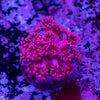Goniopora Frag