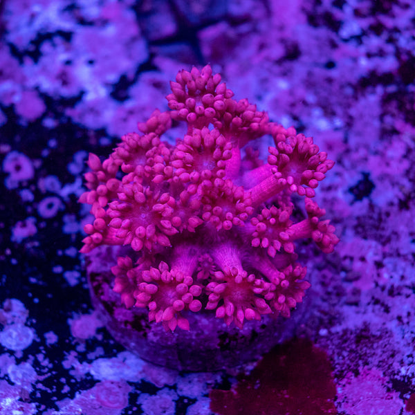 Goniopora Frag