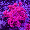 Goniopora Frag