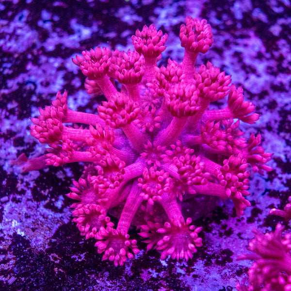 Goniopora Frag