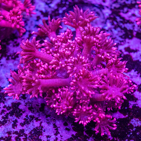 Goniopora Frag