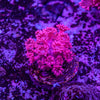 Goniopora Frag