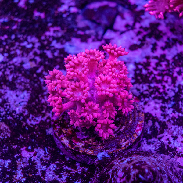 Goniopora Frag