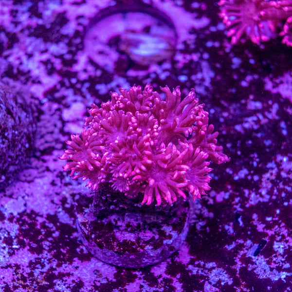 Goniopora Frag