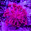 Goniopora Frag