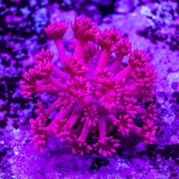 Goniopora Frag
