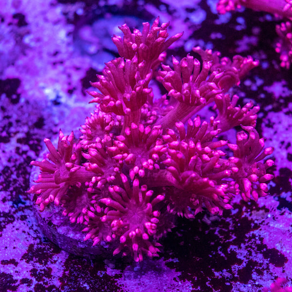 Goniopora Frag