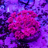 Goniopora Frag