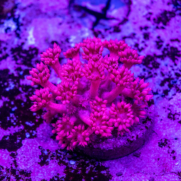 Goniopora Frag