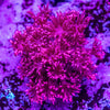 Goniopora Frag