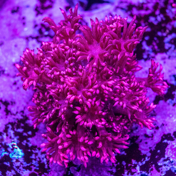 Goniopora Frag