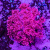 Goniopora Frag