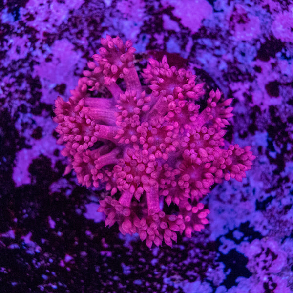 Goniopora Frag
