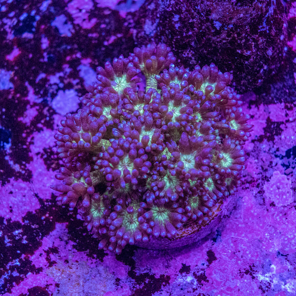 Glitter Goniopora Frag