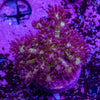 Glitter Goniopora Frag