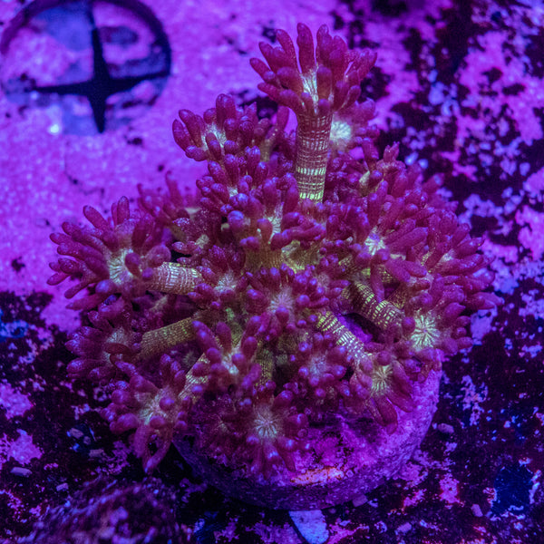 Glitter Goniopora Frag