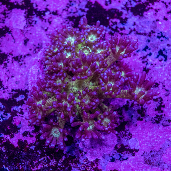 Glitter Goniopora Frag