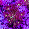 Glitter Goniopora Frag
