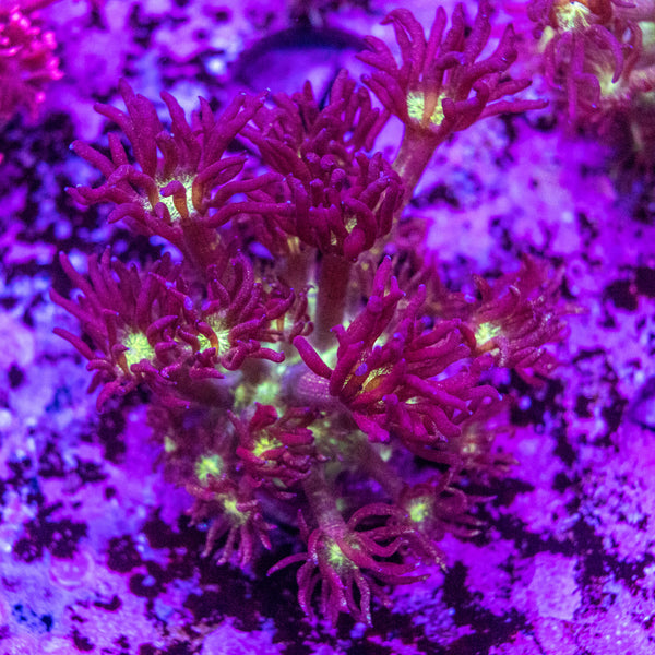 Glitter Goniopora Frag