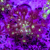 Glitter Goniopora Frag