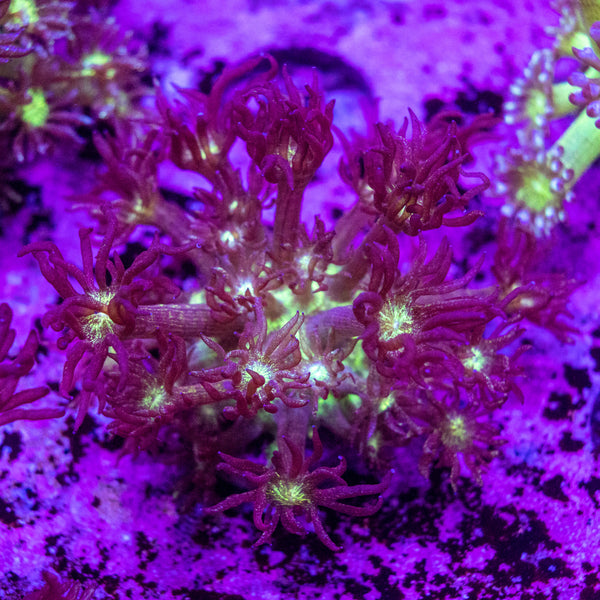 Glitter Goniopora Frag