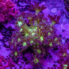 Glitter Goniopora Frag