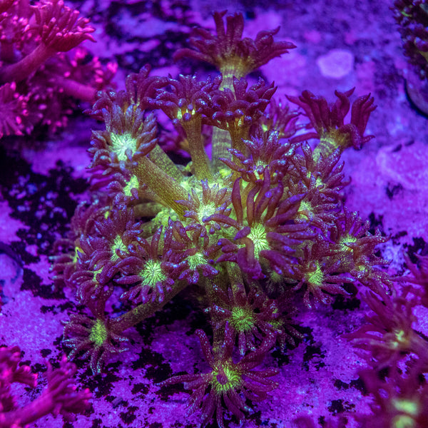 Glitter Goniopora Frag