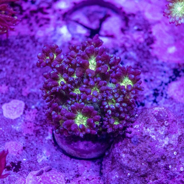 Glitter Goniopora Frag