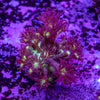 Glitter Goniopora Frag