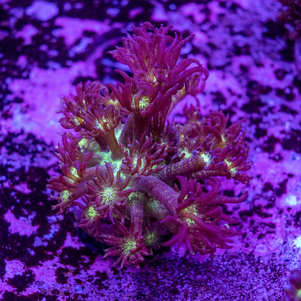 Glitter Goniopora Frag
