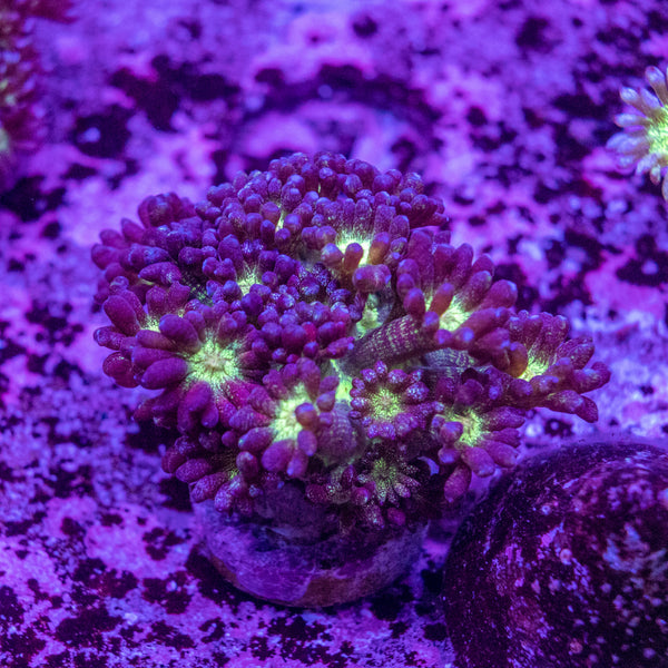 Glitter Goniopora Frag