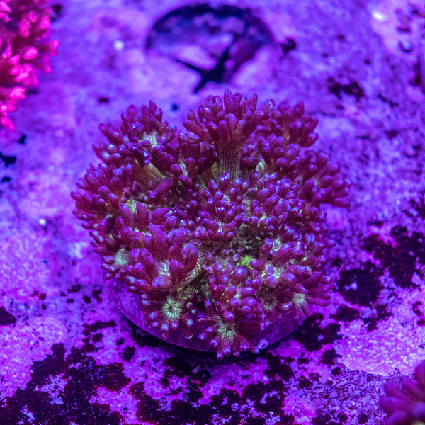 Glitter Goniopora Frag