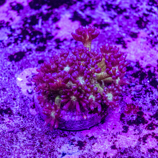Glitter Goniopora Frag