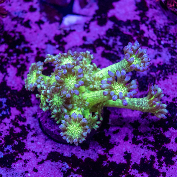 A+ Glitter Goniopora Frag
