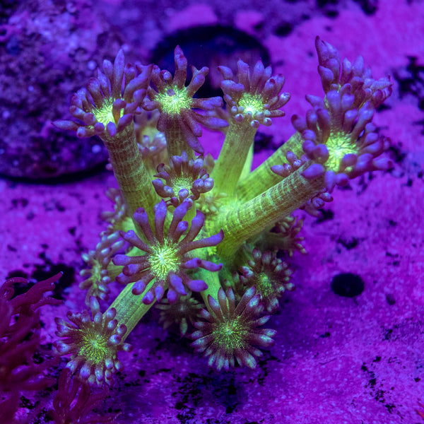 A+ Glitter Goniopora Frag