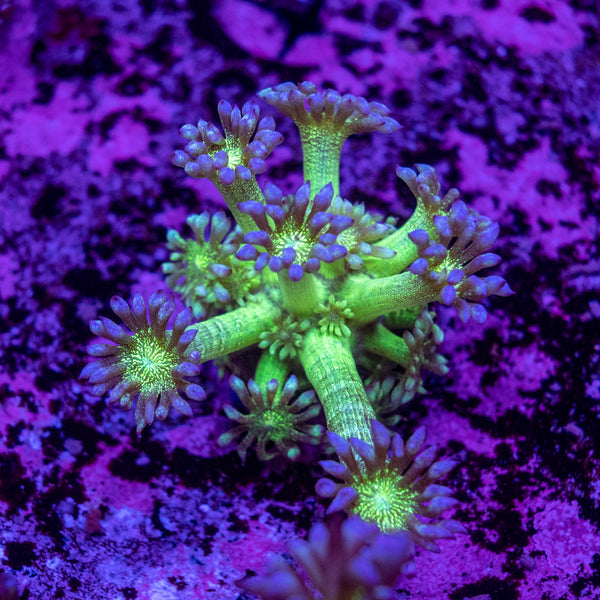 A+ Glitter Goniopora Frag