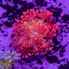 Promethean Goniopora Frag