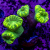 Toxic Candy Cane