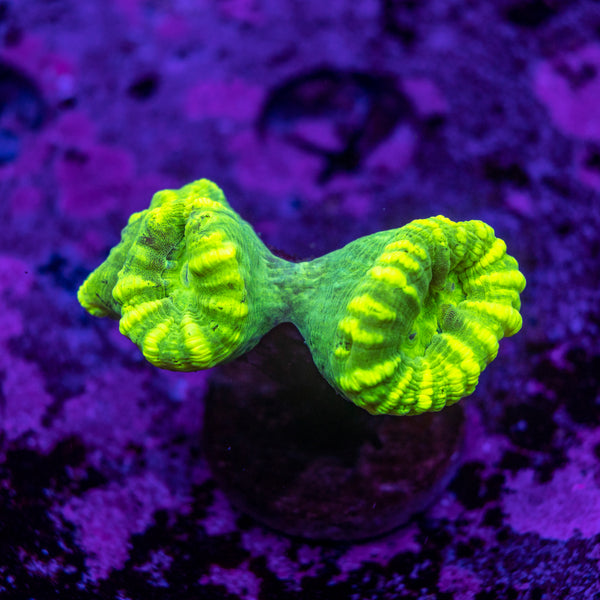 Toxic Candy Cane